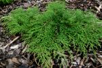 Jalovec prostřední (Juniperus x media)