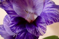 Mečík 'Passos' (Gladiolus)