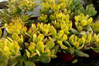 Tlustice vejčitá 'Hummels Sunset' (Crassula ovata)