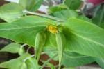 Pryšec skočcový (Euphorbia lathyris)