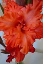 Mečík 'Karafiát' (Gladiolus)