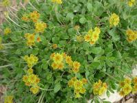 Eriogonum (Eriogonum umbellatum)