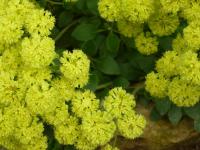 Eriogonum (Eriogonum umbellatum)