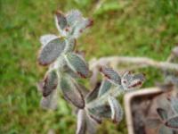 Kolopejka (Kalanchoe tomentosa)