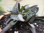 Gastérie (Gasteria obliqua var liliputana)