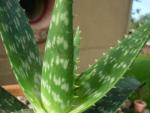 Aloe (Aloe dorotheae)