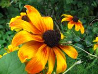 Rudbeckia hirta třapatka srstnatá květy, květenství Rudbeckia hirta třapatka srstnatá květy, květenství