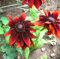 Rudbeckia hirta třapatka srstnatá květy, květenství Rudbeckia hirta třapatka srstnatá květy, květenství