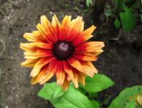 Rudbeckia hirta třapatka srstnatá květy, květenství Rudbeckia hirta třapatka srstnatá květy, květenství