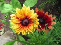 Rudbeckia hirta třapatka srstnatá květy, květenství Rudbeckia hirta třapatka srstnatá květy, květenství