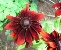 Rudbeckia hirta třapatka srstnatá květy, květenství Rudbeckia hirta třapatka srstnatá květy, květenství