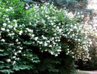 Pustoryl věncový (Philadelphus coronarius)