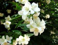 Pustoryl věncový (Philadelphus coronarius)