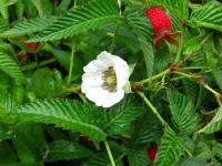 Ostružiník (Rubus rosifolius)
