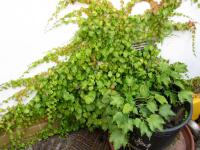 Přísavník tříprstý (Parthenocissus tricuspidata)