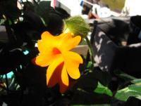 Smatavka (Thunbergia gregorii)