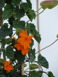 Smatavka (Thunbergia gregorii)