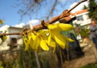 Zlatice prostřední (Forsythia x intermedia)