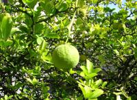 Citronečník trojlistý (Poncirus trifoliata)