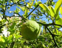 Citronečník trojlistý (Poncirus trifoliata)