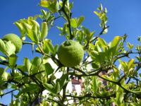 Citronečník trojlistý (Poncirus trifoliata)