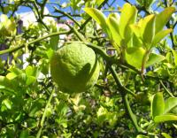 Citronečník trojlistý (Poncirus trifoliata)