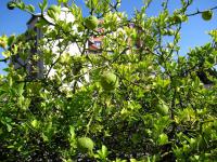 Citronečník trojlistý (Poncirus trifoliata)