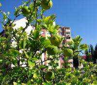 Citronečník trojlistý (Poncirus trifoliata)