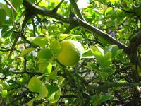 Citronečník trojlistý (Poncirus trifoliata)