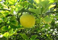 Citronečník trojlistý (Poncirus trifoliata)