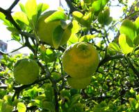 Citronečník trojlistý (Poncirus trifoliata)