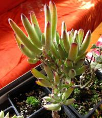 Cotyledon (Cotyledon orbiculata)