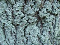 Kaštanovník jedlý (Castanea sativa)