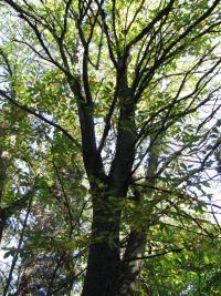 Kaštanovník jedlý (Castanea sativa)