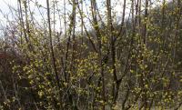 Cornelian-cherry (Cornus mas)