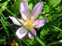 Ocún jesenní (Colchicum autumnale)