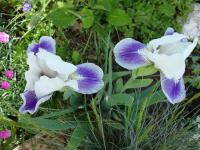 Kosatec nízký (Iris pumila)