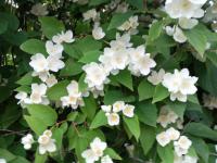 Pustoryl věncový (Philadelphus coronarius)