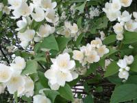 Pustoryl věncový (Philadelphus coronarius)