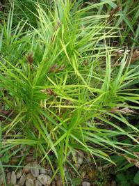 Ostřice (Carex muskingumensis)