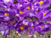Šafrán (Crocus)