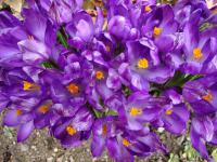 Šafrán (Crocus)