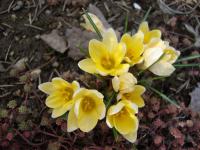 Šafrán (Crocus)