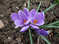 Šafrán (Crocus)