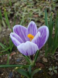 Šafrán (Crocus)