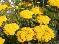 Řebříček tužebníkovitý