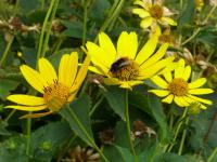 Heliopsis helianthoides janeba drsná květy, květenství Heliopsis helianthoides janeba drsná květy, květenství