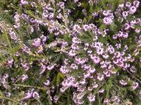 Vřesovec pleťový (Erica carnea)
