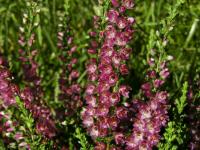 Vřesovec pleťový (Erica carnea)