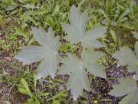 Anemone hupehensis - sasanka japonská